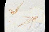 Cretaceous Fossil Flying Fish (Exocoetoides) Pos/Neg - Lebanon #173357-4